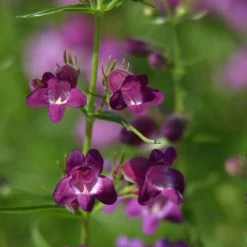Pike's Peak Purple® Penstemon 9 Pike's Peak Purple® Penstemon -Garden Care Sale penstemon x mexicali pikes peak purple pathayward plant select cropped