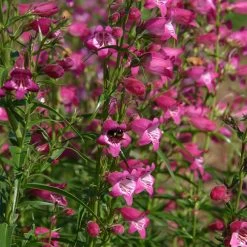 Red Rocks® Penstemon 7 Red Rocks® Penstemon -Garden Care Sale penstemon x mexicali red rocks 21 plant select 1