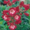 Rubycunda Penstemon 2 Rubycunda Penstemon -Garden Care Sale penstemon barbatus rubycunda 75802 web