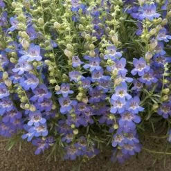 Blue Lips Penstemon 8 Blue Lips Penstemon -Garden Care Sale penstemon blue lips 78798 1 web