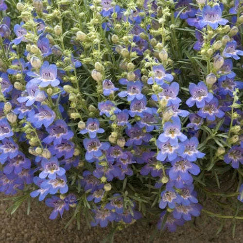 Blue Lips Penstemon 4 Blue Lips Penstemon - Image 2