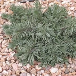 Blue Lips Penstemon 10 Blue Lips Penstemon -Garden Care Sale penstemon blue lips 78798 3 web