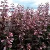 Dark Towers Penstemon -Garden Care Sale penstemon dark towers 1b