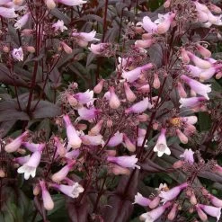 Dark Towers Penstemon -Garden Care Sale penstemon dark towers 2b