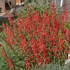 Firecracker Penstemon Richfield Strain -Garden Care Sale penstemon eatonii richfield ut in flwrcc cropped