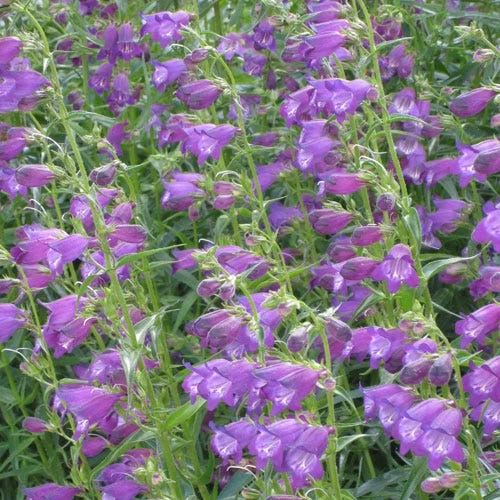 Pike's Peak Purple® Penstemon 3 Pike's Peak Purple® Penstemon