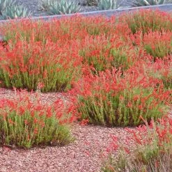 Compact Pineleaf Penstemon -Garden Care Sale penstemon pinifolius compactum agave neomexicana cropped
