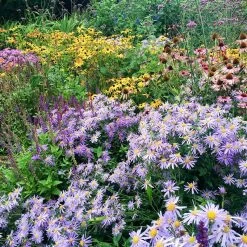 High Country Meadow Native Wildflower Seed Mix -Garden Care Sale perennial garden hcg native mix