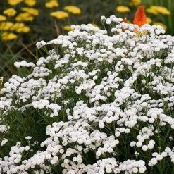 Peter Cottontail Yarrow -Garden Care Sale peter cottontail yarrow 2 4