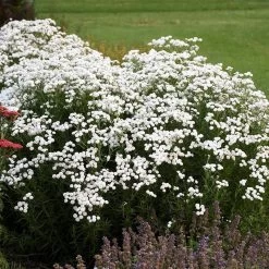 Peter Cottontail Yarrow -Garden Care Sale peter cottontail yarrow 3 4