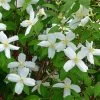 Desert Snow Mock Orange (Philadelphus) -Garden Care Sale philadelphus microphyllus desert snow
