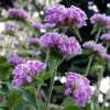 Kashmir False Sage (Phlomis) -Garden Care Sale phlomis cashmeriana plant select cropped