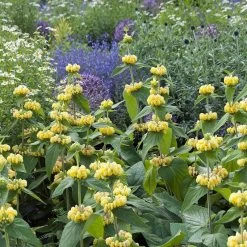 Hardy Jerusalem Sage (Phlomis) -Garden Care Sale phlomis russeliana lampwick plant jerusalum sage 4