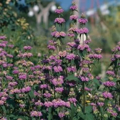 Kashmir False Sage (Phlomis) 9 Kashmir False Sage (Phlomis) -Garden Care Sale phlomis cashmeriana 77103 3 web
