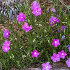 Perfect Pink Santa Fe Phlox 7 Perfect Pink Santa Fe Phlox -Garden Care Sale phlox nana perfect pink 1