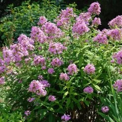 Jeana Garden Phlox -Garden Care Sale phlox paniculata jeana flowers