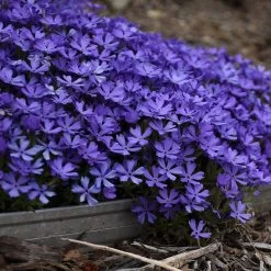 Violet Pinwheels Phlox -Garden Care Sale phlox violet pinwheels 2