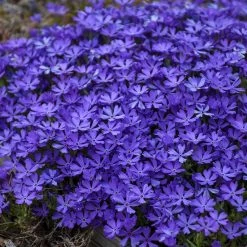 Violet Pinwheels Phlox -Garden Care Sale phlox violet pinwheels 3