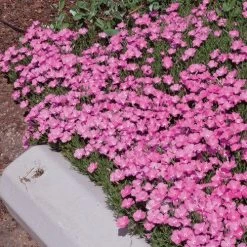 Perfect Pink Santa Fe Phlox 6 Perfect Pink Santa Fe Phlox -Garden Care Sale phlox nana perfect pink 77114 2 web 1