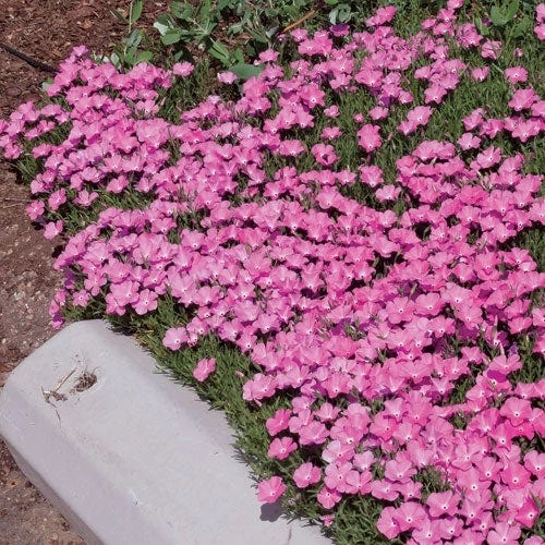 Perfect Pink Santa Fe Phlox 4 Perfect Pink Santa Fe Phlox - Image 2