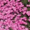 Perfect Pink Santa Fe Phlox -Garden Care Sale phlox nana perfect pink 77114 web 1 1