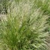 Pixie Fountain Tufted Hair Grass 2 Pixie Fountain Tufted Hair Grass -Garden Care Sale pixie fountain tufted hair grass
