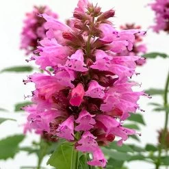 Poquito™ Lavender Agastache 7 Poquito™ Lavender Agastache -Garden Care Sale poquito lavender agastache close up