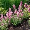 Poquito™ Lavender Agastache 1 Poquito™ Lavender Agastache -Garden Care Sale poquito lavender agastache garden