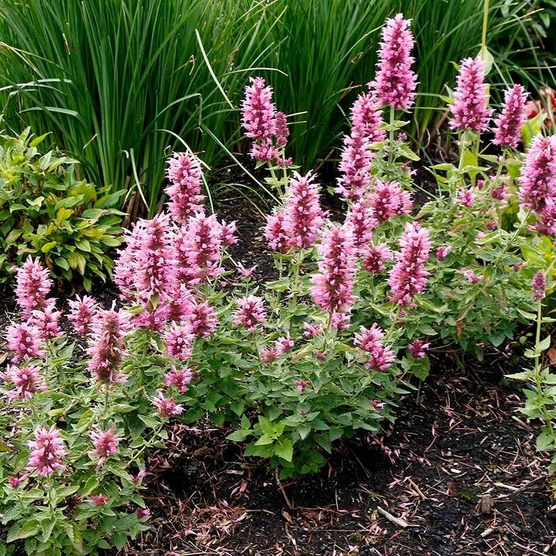 Poquito™ Lavender Agastache 3 Poquito™ Lavender Agastache