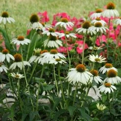 PowWow® White Echinacea 8 PowWow® White Echinacea -Garden Care Sale pow wow white echinacea