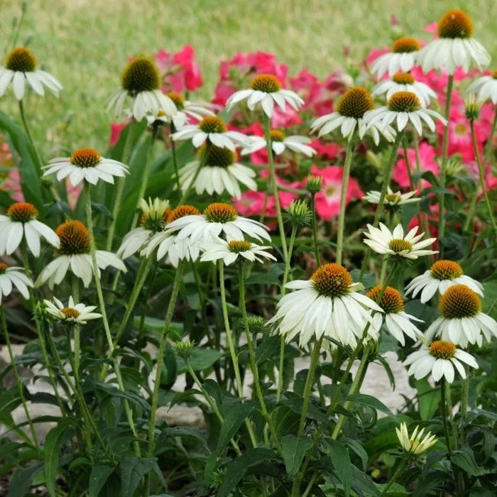PowWow® White Echinacea 5 PowWow® White Echinacea - Image 3