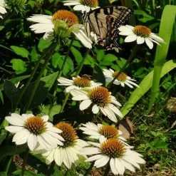 PowWow® White Echinacea 9 PowWow® White Echinacea -Garden Care Sale powwow white coneflower 1