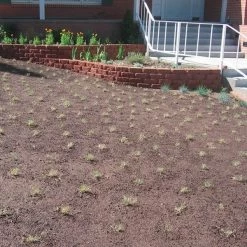 Prestige™ Buffalo Grass Plugs 10 Prestige™ Buffalo Grass Plugs -Garden Care Sale prestige just planted plugs close 1