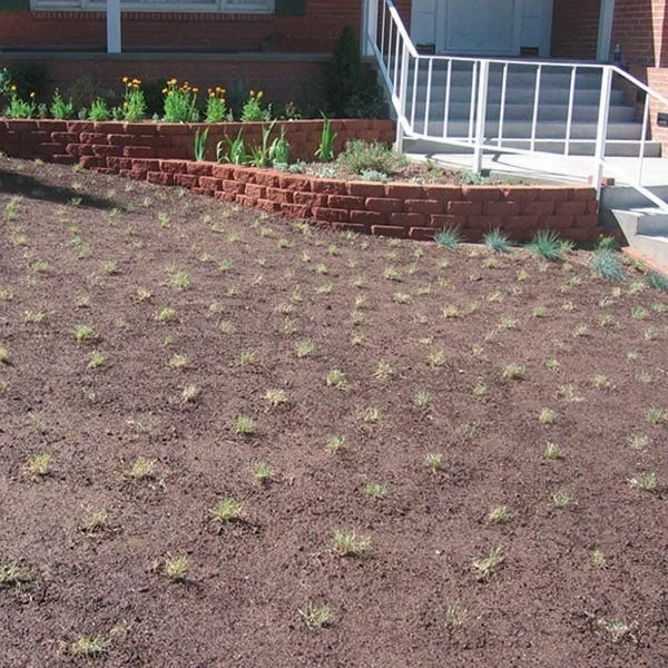 Prestige™ Buffalo Grass Plugs 6 Prestige™ Buffalo Grass Plugs - Image 5