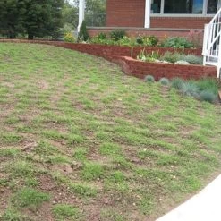 Prestige™ Buffalo Grass Plugs 9 Prestige™ Buffalo Grass Plugs -Garden Care Sale prestige2months 1