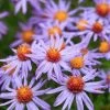Professor Kippenberg New York Aster 2 Professor Kippenberg New York Aster -Garden Care Sale professor kippenberg aster