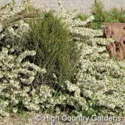 Pawnee Buttes® Sand Cherry (Prunus) -Garden Care Sale prunus besseyi pawnee buttes3 1