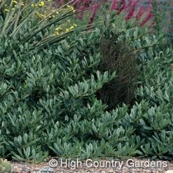 Pawnee Buttes® Sand Cherry (Prunus) -Garden Care Sale prunus besseyi pawnee buttes4 1