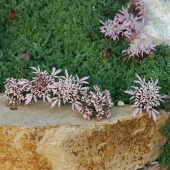 Carpeting Pincushion Flower (Pterocephalus) -Garden Care Sale pterocephalus depressus pat hayward plant select cropped