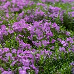 Purple Beauty Creeping Phlox -Garden Care Sale purple beauty creeping phlox groundcover 1
