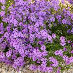 Purple Beauty Creeping Phlox -Garden Care Sale purple beauty creeping phlox rock garden