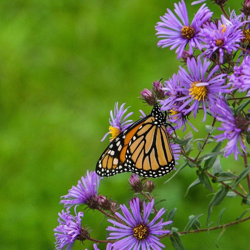 Purple Dome New England Aster 3 Purple Dome New England Aster - Image 2