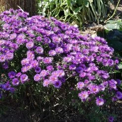 Purple Dome New England Aster 7 Purple Dome New England Aster -Garden Care Sale purple dome ne aster 3