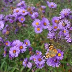Purple Dome New England Aster 8 Purple Dome New England Aster -Garden Care Sale purple dome ne aster 4