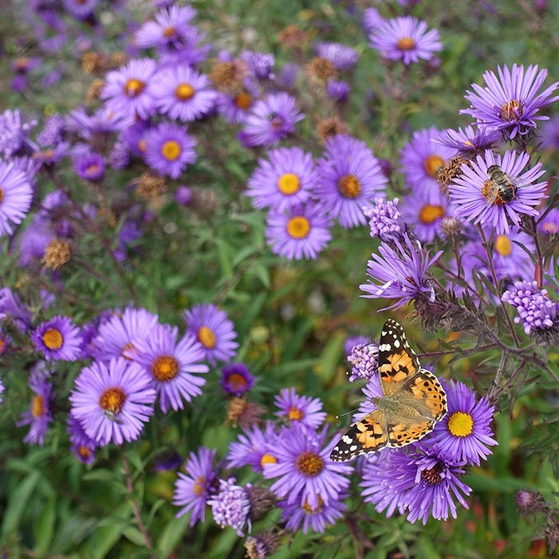 Purple Dome New England Aster 5 Purple Dome New England Aster - Image 4