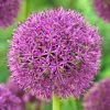 Purple Suze Allium -Garden Care Sale purple suze allium fall flower bulb