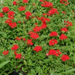 Red Devil Perennial Verbena -Garden Care Sale red devils perennials verbena 2