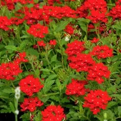 Red Devil Perennial Verbena -Garden Care Sale red devils perennials verbena