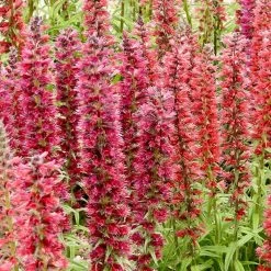 Red Feathers (Echium) 8 Red Feathers (Echium) -Garden Care Sale red feathers 2