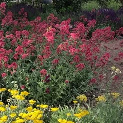 Red Valerian (Centranthus) -Garden Care Sale red valerian 1